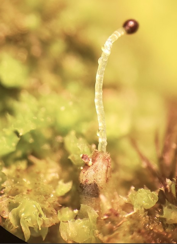 Schistochilopsis incisa var. incisa